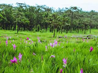 Grassland Biome Plants for Gauteng Gardens – Article Series